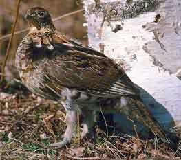 Ruffed Grouse